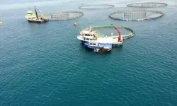 TÜİK: Su ürünleri üretimi 2025 yılında yüzde 11,1 arttı