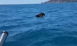 Alanya Kalesi açıklarında denizde ölü keçi bulundu