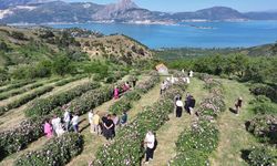 Eğirdir Gölü manzarasıyla gül topladılar