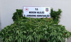 Mersin'de yasa dışı kenevir ekimi yapan şüpheliler yakalandı