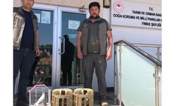 Kuş denetiminde kafeslerdeki keklik ve papağanlara el konuldu