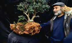 Bonsai Sanatı ile doğa ve insan ilişkisi