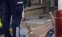 Serik'te yılan operasyonu