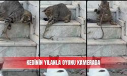 Kedinin yılanla oyunu kamerada