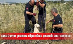 Kanalizasyon çukuruna düşen oğlak, çıkardığı sesle kurtuldu