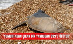 'Yumurtadan çıkan bin yavrudan 999’u ölüyor'