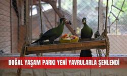 Doğal yaşam parkı yeni yavrularla şenlendi