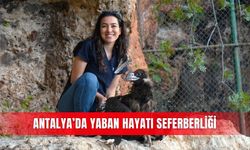 Antalya’da yaban hayatı seferberliği