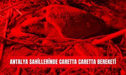 Antalya sahillerinde caretta caretta bereketi