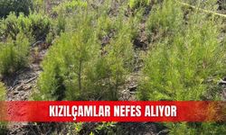 Kızılçamlar nefes alıyor