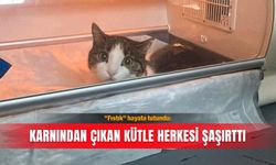 "Fıstık" hayata tutundu: Karnından çıkan kütle herkesi şaşırttı