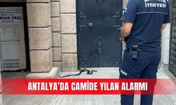 Antalya’da camide yılan alarmı