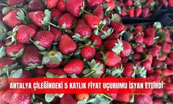 Antalya çileğindeki 5 katlık fiyat uçurumu isyan ettirdi