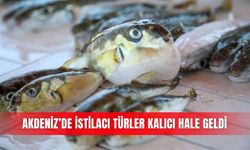 Akdeniz’de istilacı türler kalıcı hale geldi
