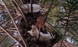 Alanya'da ağaçtan inemeyen kediler kurtarıldı
