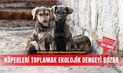 Veteriner Hekimleri Odasından kritik uyarı; Köpekleri toplamak ekolojik dengeyi bozar