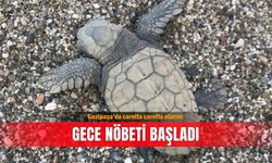 Gazipaşa’da caretta caretta alarmı: Gece nöbeti başladı