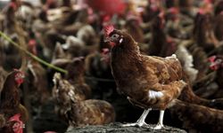 Kuş gribi son kıtanın da kapısını çaldı: H5N1 Avustralya’ya ulaştı
