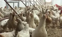 TÜİK: Tavuk eti üretimi azaldı