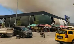 Gömeç'te ağaçlık alanda yangın