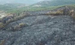Muğla’daki yangınlarda 5 bin hektardan fazla alan zarar gördü