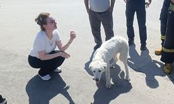 Mahsur köpek kurtuldu, gözyaşları sel oldu