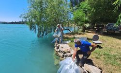 Manavgat'ta 400 bin yavru balık suya bırakıldı