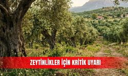 Zeytinlikler için kritik uyarı