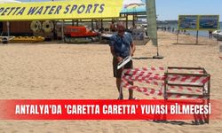 Antalya'da 'caretta caretta' yuvası bilmecesi