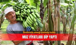 Üreticinin emeği dalında kaldı: Muz fiyatları dip yaptı