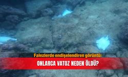 Falezlerde endişelendiren görüntü: Onlarca vatoz neden öldü?