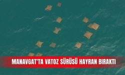 Manavgat'ta vatoz sürüsü hayran bıraktı