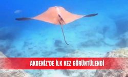 Akdeniz'de ilk kez görüntülendi