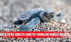 Antalya'da caretta caretta yavruları denizle buluştu