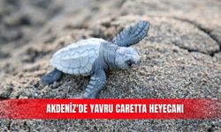Akdeniz'de yavru caretta heyecanı