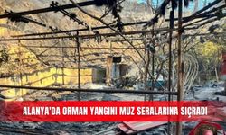 Alanya'da orman yangını muz seralarına sıçradı