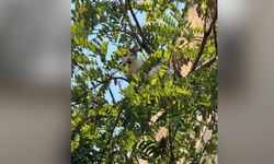 Ağaçtan inemeyen kedi vinç yardımıyla kurtarıldı
