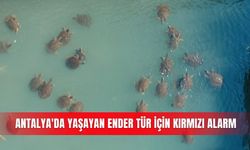 Antalya'da yaşayan ender tür için kırmızı alarm