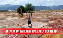 Antalya'da tarlalar halılarla renklendi