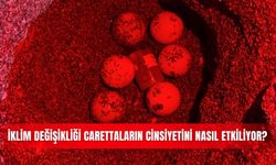 İklim değişikliği carettaların cinsiyetini nasıl etkiliyor?