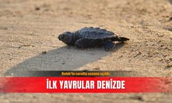 Belek'te caretta sezonu açıldı: İlk yavrular denizde