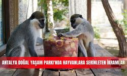 Antalya Doğal Yaşam Parkı'nda hayvanlara serinleten ikramlar