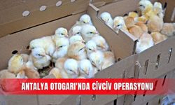 Antalya Otogarı'nda civciv operasyonu
