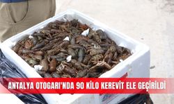 Antalya Otogarı'nda 90 kilo kerevit ele geçirildi