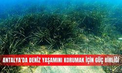 Antalya'da deniz yaşamını korumak için güç birliği