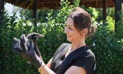 ‘Zeytin’e şefkat eli
