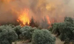 16 ildeki orman yangınlarına ilişkin 6 şüpheli hakkında tutuklama kararı