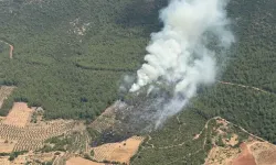 Muğla'da orman yangını
