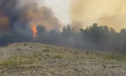 Manisa'da orman yangını