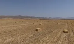 Hububatta rekolte beklentisi 25 milyon ton
